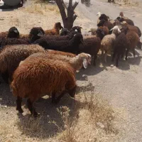 گوسفند و گوساله زنده
