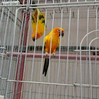 پرنده