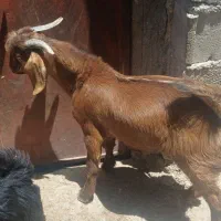 بز و کدرهگیری نر