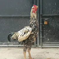 خروس لاری چیل