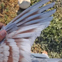 کبوتر