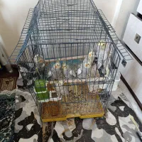 عروس هلندی کم سن