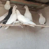 کبوتر