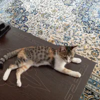 سرپرست گربه