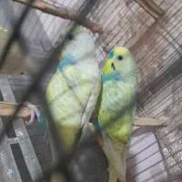 مرغ عشق رینبو