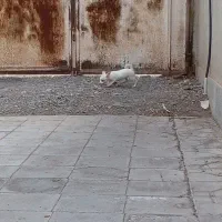 سگ پاکوتاه