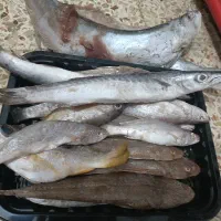 ماهی مخلوتی ماهی شیر شوریده جش سفید