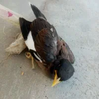 فروشی