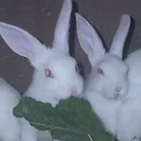 چهار عدد خرگوش چشم گلاسی