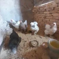 مولد غول پیکرتخم برهماوجوجه موجوده باخط خونی بالا