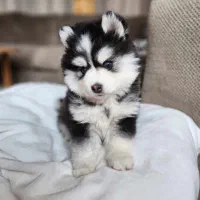 هاسکی مالاموت