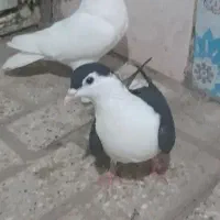 کبوتر سیاه و سفید