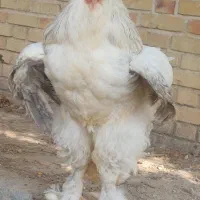 خروس برهما
