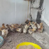 جوجه ۸ روزه ۸۰تومان