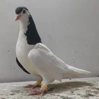 کبوتر  راست و چپ