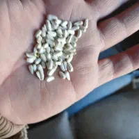 فروش بذرگلرنگ گل قرمز بوجاری شده خرده وعمده مرودشت