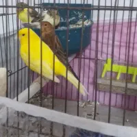 قناری نره دهن هزار  و قناری  مست مست