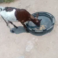 کهرنر