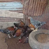 مرغ و خروس