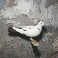 چنتا کبوتر