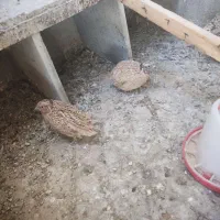بلدرچین نر