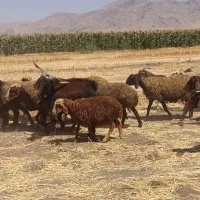 بز نر|حیوانات مزرعه|بیستون, |دیوار