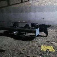 بزغاله و بره داشتی