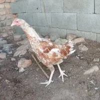 مرغ