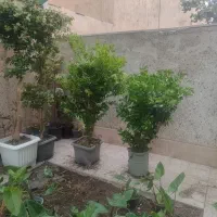 گل و گیاه|گل و گیاه طبیعی|چهاردانگه (تهران), |دیوار