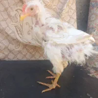 جوجه رنگی