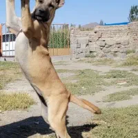 تلفات غذای سگ