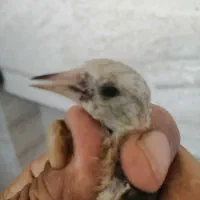 دو عدد سهره وتعدادی قفس