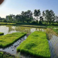 بذرهاشمی درجه یک