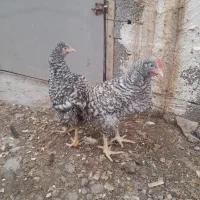 یک جفت پیلموت راک اصل ۳ماهه