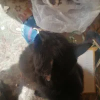 واگذاری گربه ماده مشکی براق کاملا دستی