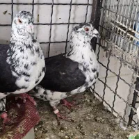 کبوترسینه سفید گرگی سوسکی یا بزک نروماده