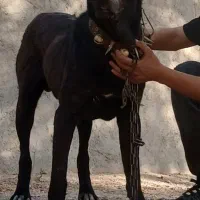 واگذاری حیوون سرابی
