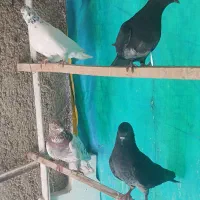 کفتر