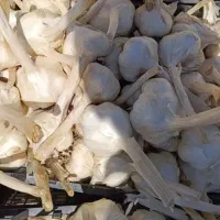 سیر|عمدهفروشی|دشتابی, |دیوار