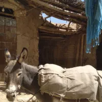 الاغ نر