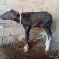 گوساله گاومیش شیری