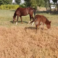 قاطر