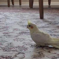 جوجه لوتینو سه ماهه