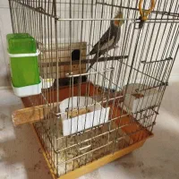 عروس هلندی با قفس