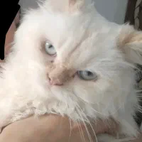 گربه پرشین رد پوینت چشم آبی ماده