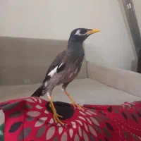 مینا دوماهه