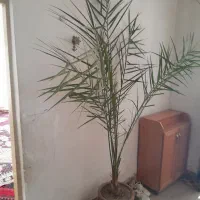 گل نخل|گل و گیاه طبیعی|بناب, |دیوار
