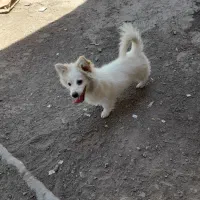 سگ خانگی
