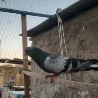 کفتر پرشی