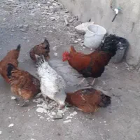 خروس